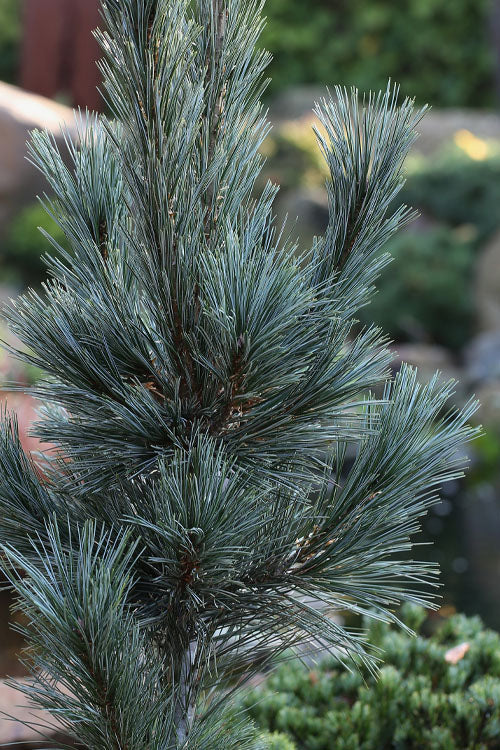  Vanderwolf's Pyramid Limber Pine (Pinus Flexilis) - 3 Gallon Pot