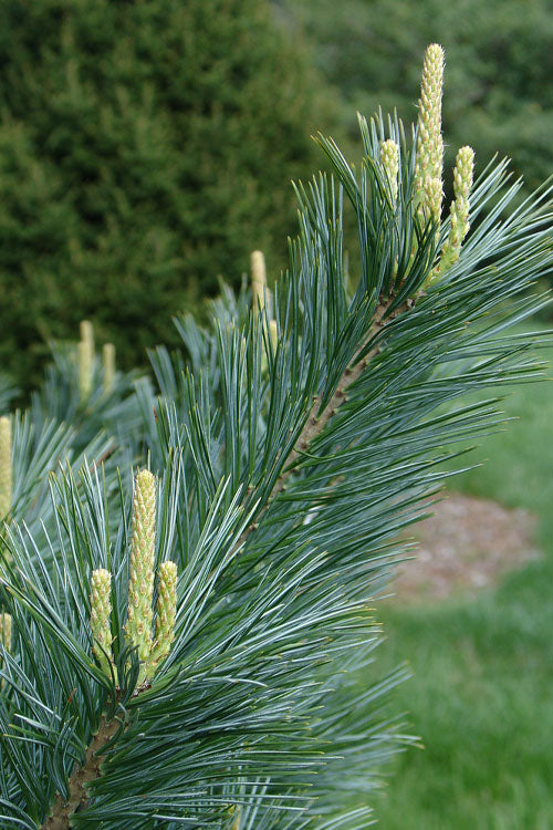  Vanderwolf's Pyramid Limber Pine (Pinus Flexilis) - 2 Gallon Pot