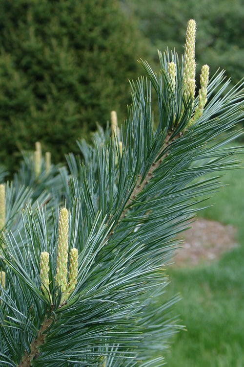  Vanderwolf's Pyramid Limber Pine (Pinus Flexilis) - 7 Gallon Pot