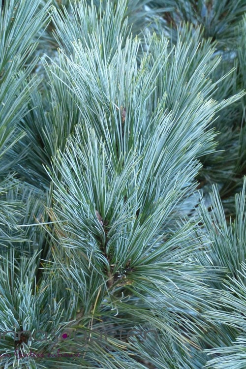  Vanderwolf's Pyramid Limber Pine (Pinus Flexilis) - 2 Gallon Pot