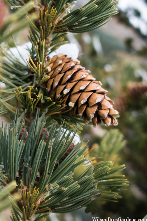  Vanderwolf's Pyramid Limber Pine (Pinus Flexilis) - 2 Gallon Pot