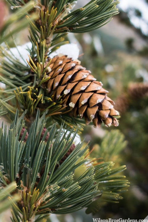  Vanderwolf's Pyramid Limber Pine (Pinus Flexilis) - 2 Gallon Pot