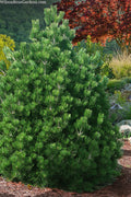  Irish Bell Bosnian Pine - 3 Gallon Pot