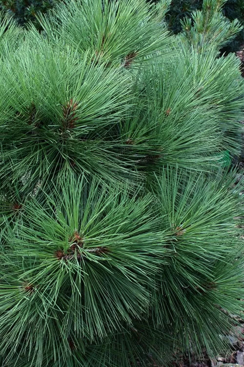  Joppi Jeffrey Pine - 3 Gallon Pot