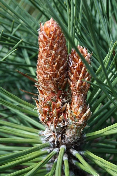  Joppi Jeffrey Pine - 3 Gallon Pot