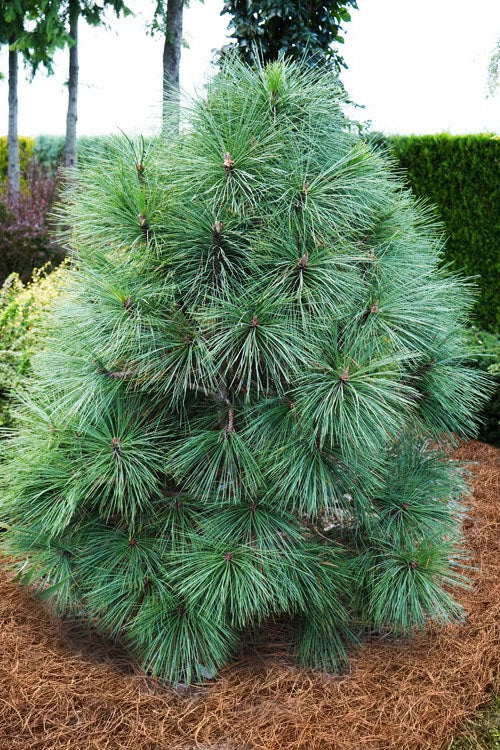  Joppi Jeffrey Pine - 3 Gallon Pot