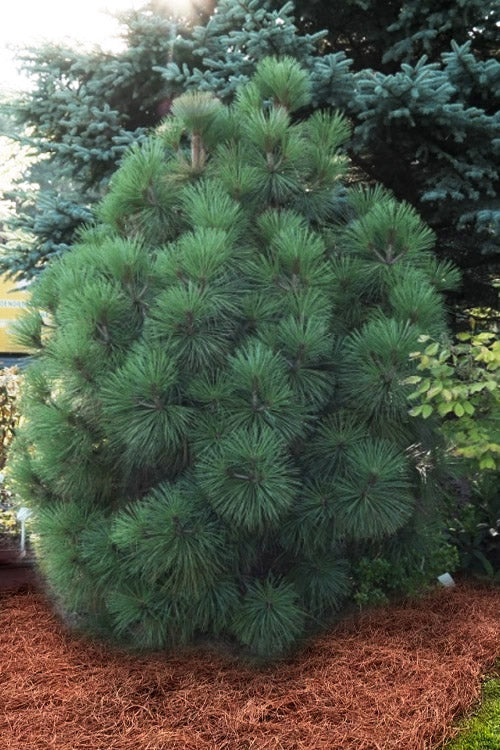  Joppi Jeffrey Pine - 3 Gallon Pot