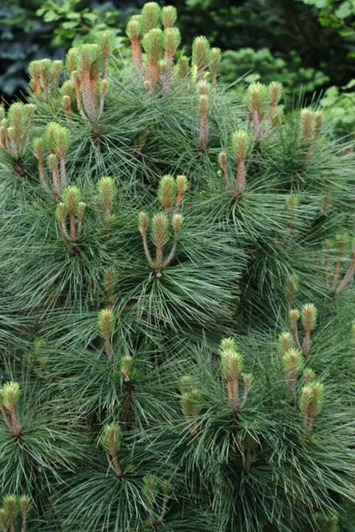  Joppi Jeffrey Pine - 3 Gallon Pot