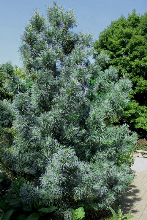  Morris Blue Korean Pine - 3 Gallon Pot