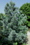  Morris Blue Korean Pine - 3 Gallon Pot