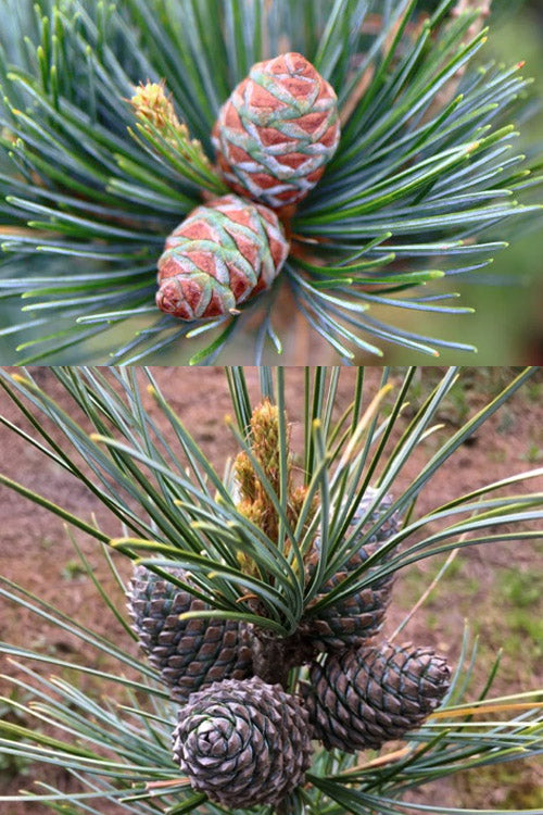  Morris Blue Korean Pine - 3 Gallon Pot