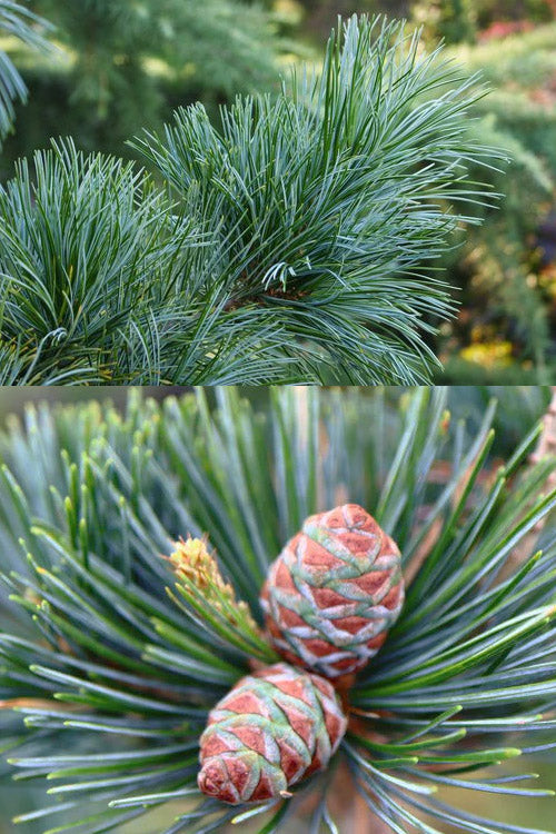  Morris Blue Korean Pine - 3 Gallon Pot