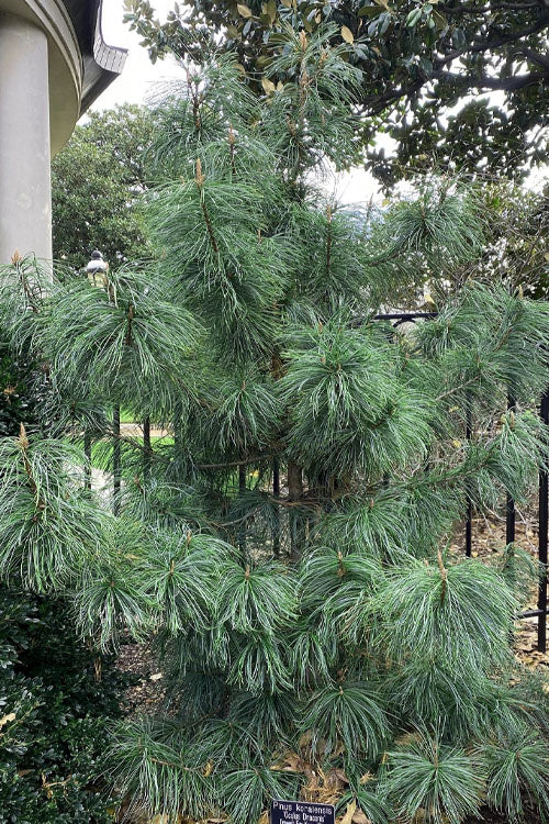  Dragon Eye Korean Pine (Pinus Koraiensis 'Oculus Draconis') - 3 Gallon Pot