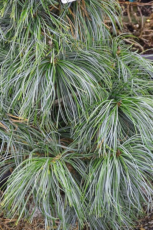  Dragon Eye Korean Pine (Pinus Koraiensis 'Oculus Draconis') - 3 Gallon Pot