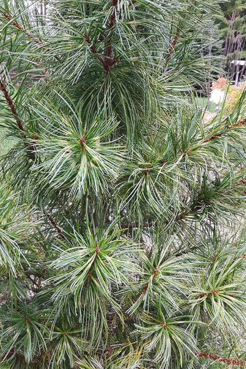  Dragon Eye Korean Pine (Pinus Koraiensis 'Oculus Draconis') - 3 Gallon Pot