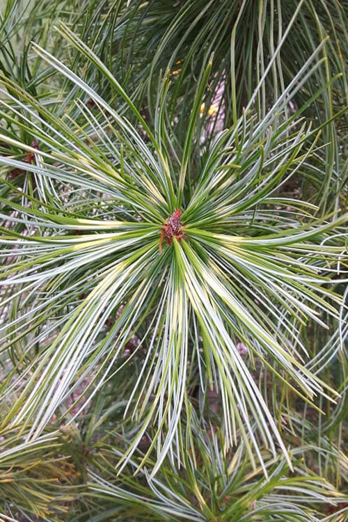  Dragon Eye Korean Pine (Pinus Koraiensis 'Oculus Draconis') - 3 Gallon Pot