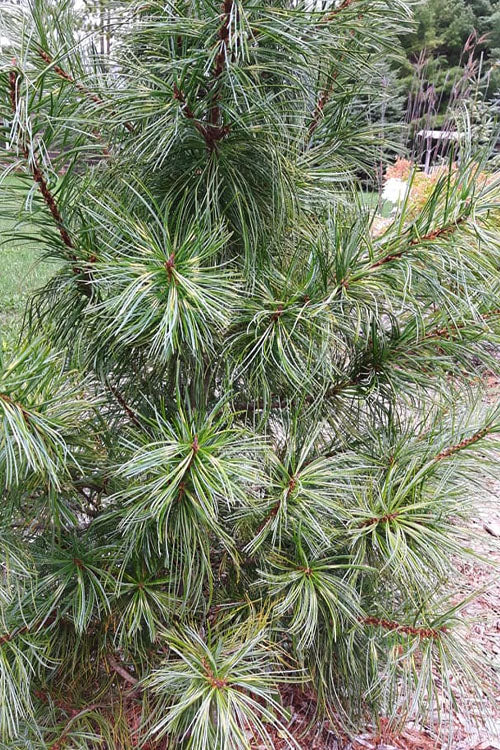  Dragon Eye Korean Pine (Pinus Koraiensis 'Oculus Draconis') - 3 Gallon Pot