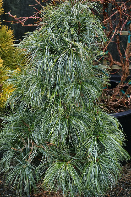  Dragon Eye Korean Pine (Pinus Koraiensis 'Oculus Draconis') - 3 Gallon Pot
