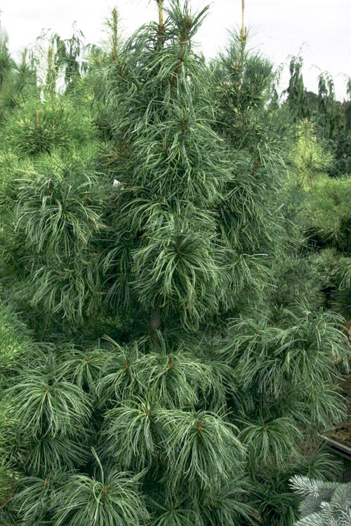  Dragon Eye Korean Pine (Pinus Koraiensis 'Oculus Draconis') - 3 Gallon Pot