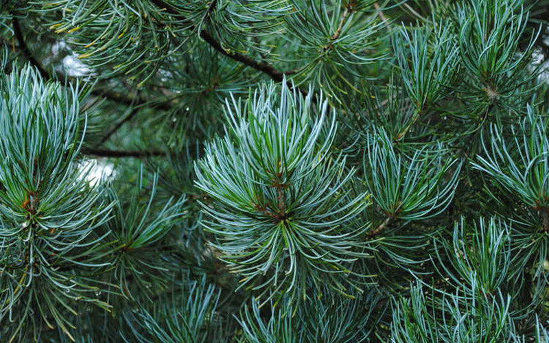  Kwangtung Pine Tree - 1 Gallon Pot