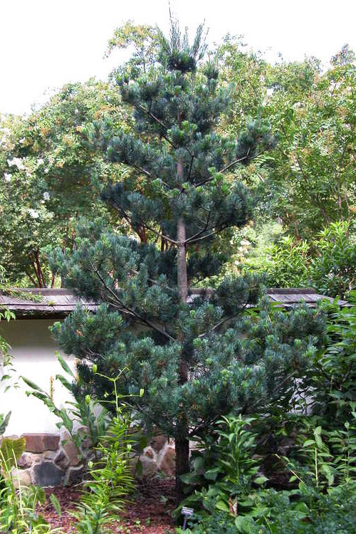  Kwangtung Pine Tree - 1 Gallon Pot