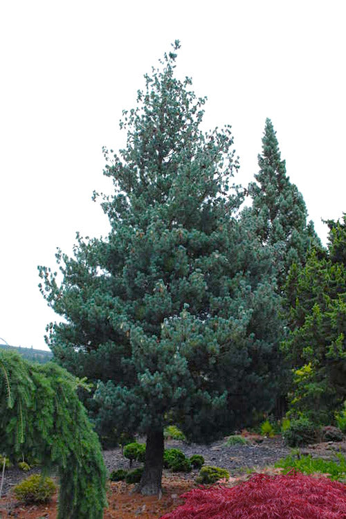  Kwangtung Pine Tree - 1 Gallon Pot