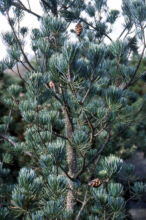  Kwangtung Pine Tree - 1 Gallon Pot