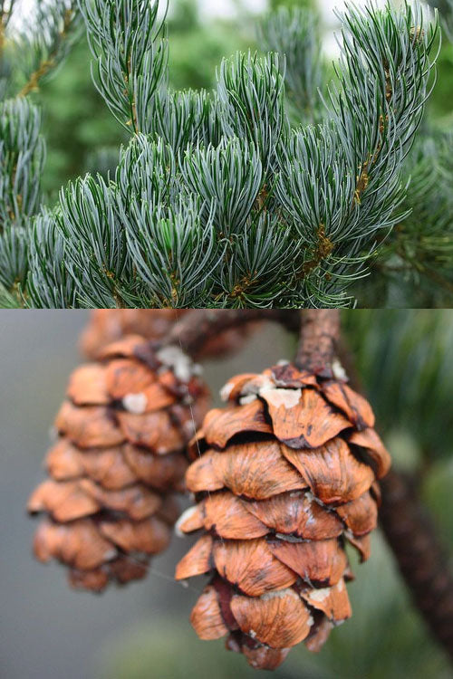  Kwangtung Pine Tree - 1 Gallon Pot