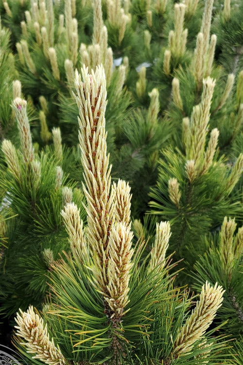  Kaleidoscope Bosnian Pine - 3 Gallon Pot