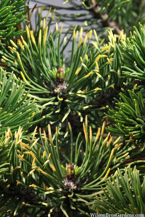  Thomas Mugo Pine - 3 Gallon Pot