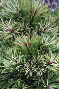  Milky Way Dwarf Mugo Pine - 1 Gallon Pot