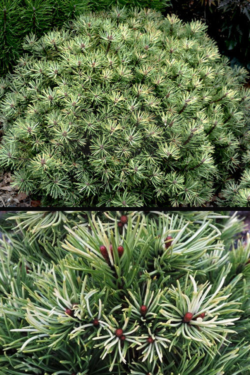  Milky Way Dwarf Mugo Pine - 1 Gallon Pot