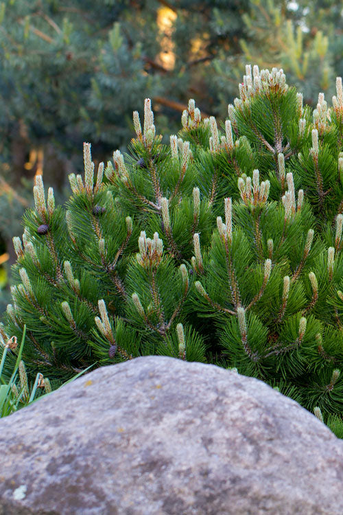  Dwarf Swiss Mountain Pine (Pinus Mugo 'Pumilio') - 1 Gallon Pot
