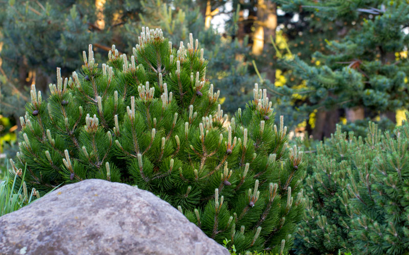  Dwarf Swiss Mountain Pine (Pinus Mugo 'Pumilio') - 2 Gallon Pot