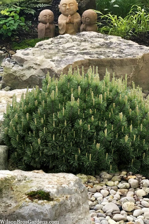  Dwarf Swiss Mountain Pine (Pinus Mugo 'Pumilio') - 1 Gallon Pot