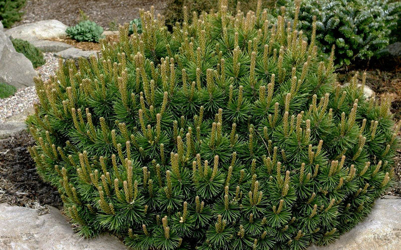  Dwarf Swiss Mountain Pine (Pinus Mugo 'Pumilio') - 2 Gallon Pot