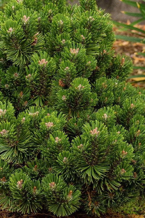  Sherwood Compact Mugo Pine Single Trunk Topiary Tree - 2 Gallon Pot