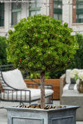  Sherwood Compact Mugo Pine Single Trunk Topiary Tree - 2 Gallon Pot