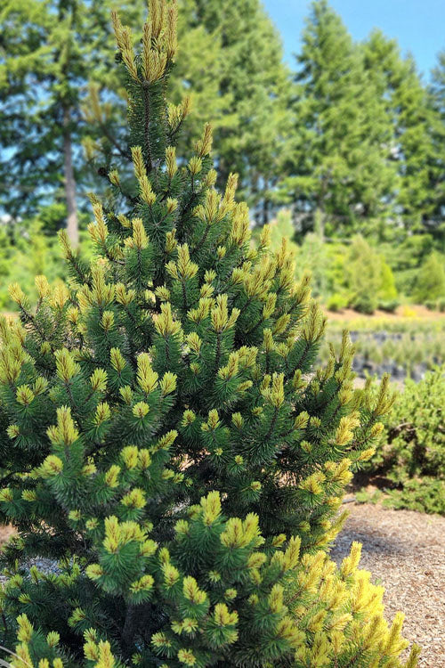  Shina Mugo Pine - 1 Gallon Pot