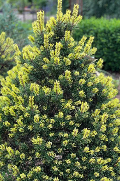  Shina Mugo Pine - 1 Gallon Pot
