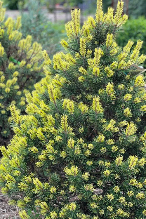  Shina Mugo Pine - 1 Gallon Pot