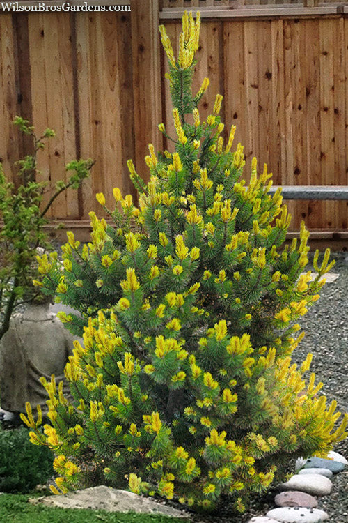 Shina Mugo Pine - 1 Gallon Pot