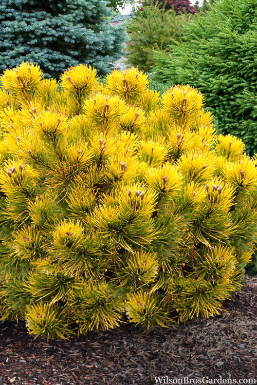  Thomas Mugo Pine - 1 Gallon Pot