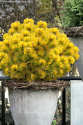  Thomas Mugo Pine - 3 Gallon Pot