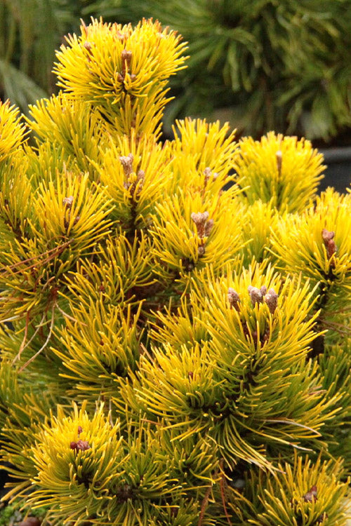 Thomas Mugo Pine - 3 Gallon Pot