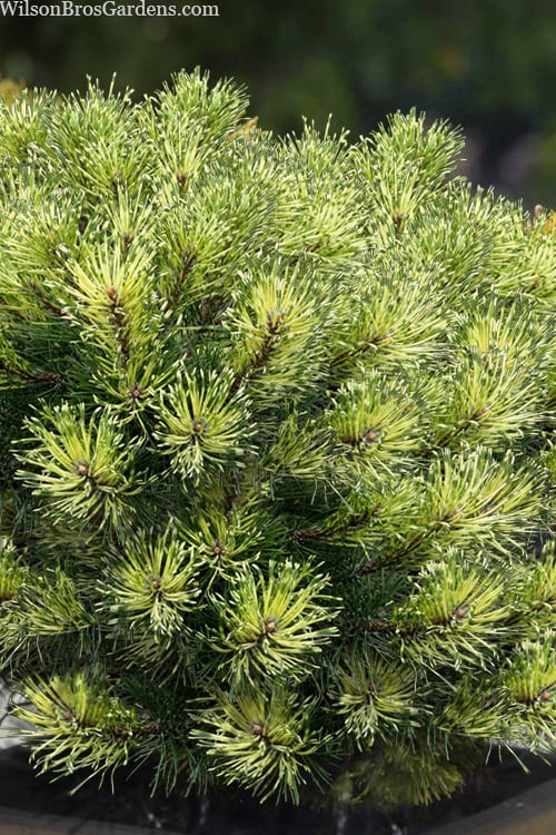  Sunshine Mugo Pine - 2 Gallon Pot