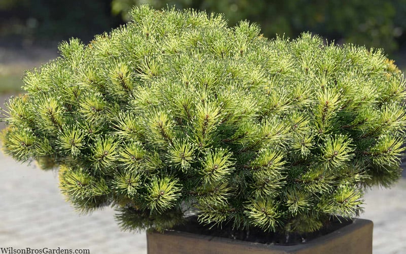  Sunshine Mugo Pine - 2 Gallon Pot