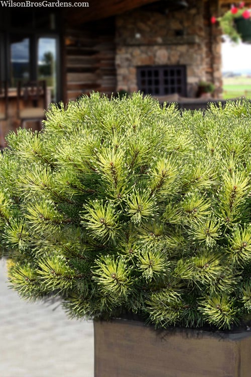  Sunshine Mugo Pine - 2 Gallon Pot