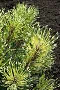  Sunshine Mugo Pine - 2 Gallon Pot