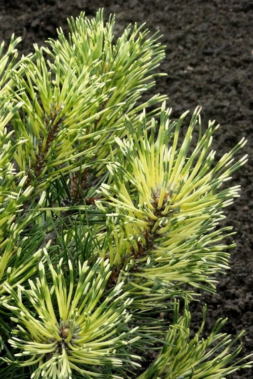  Sunshine Mugo Pine - 2 Gallon Pot